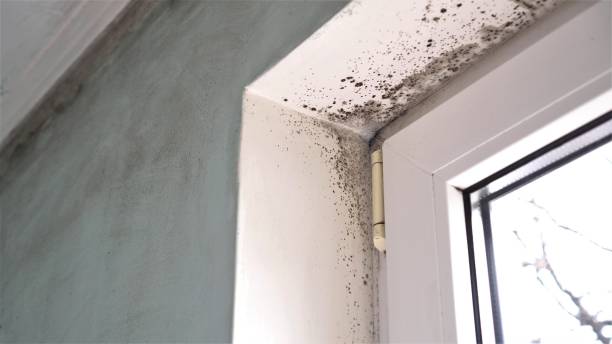 Best Basement Mold Remediation in Yountville, CA