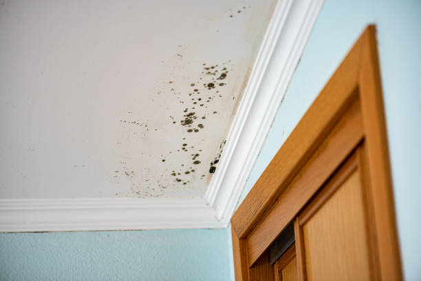 Best White Mold Remediation in Yountville, CA