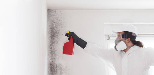 Best Attic Mold Remediation in Yountville, CA