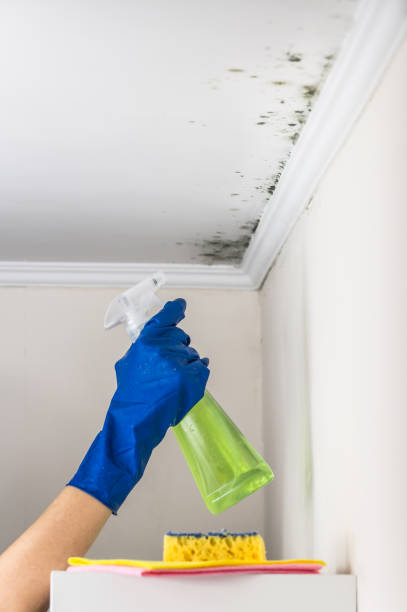Best Localized Mold Remediation (e.g., coastal areas, humid climates) in Yountville, CA