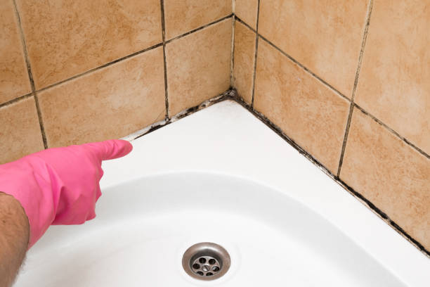 Best Mold Remediation for Schools in Yountville, CA